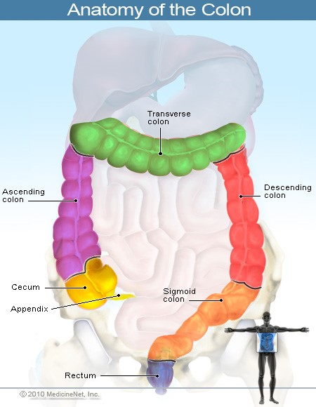 Picture of Colon Anatomy and Sources of Rectal Bleeding